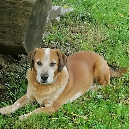 Glamping Mohorjev Grunt * Preddvor