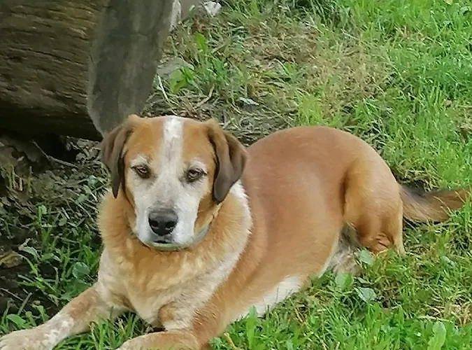 Glamping Mohorjev Grunt * 프레드보르